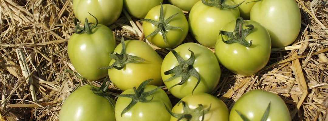 Pile de tomates vertes sur du foin, résultat d'une culture avec l'équipement pour permaculture.