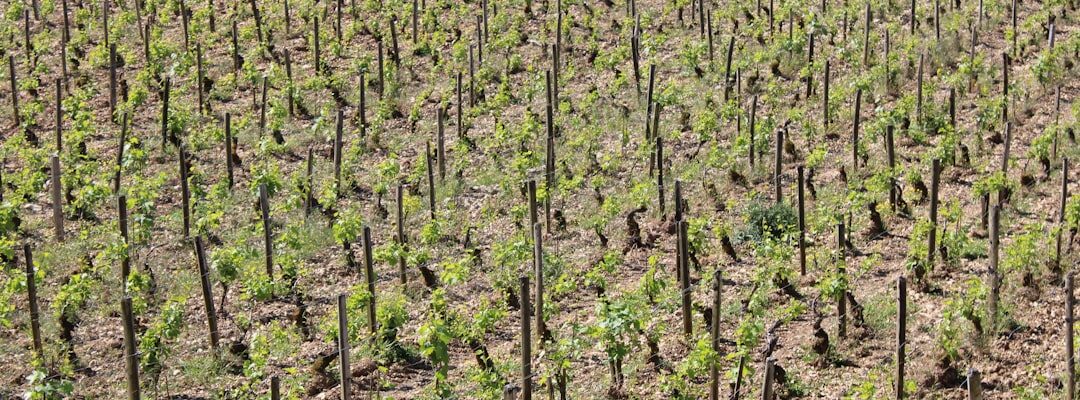 "Vigne au printemps, rangées de ceps en début de croissance, exemple de techniques désherbage sans produit chimique en viticu