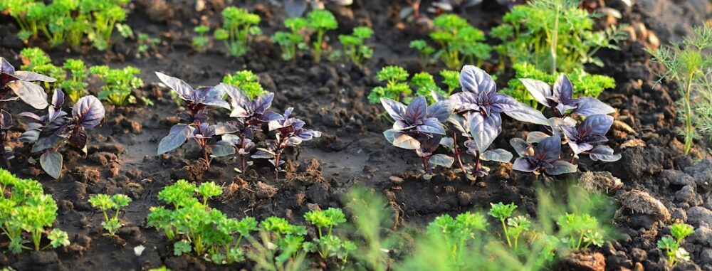 "Fleurs poussant dans la terre avec une méthode désherbage alternatif bio, cultivées de manière naturelle."